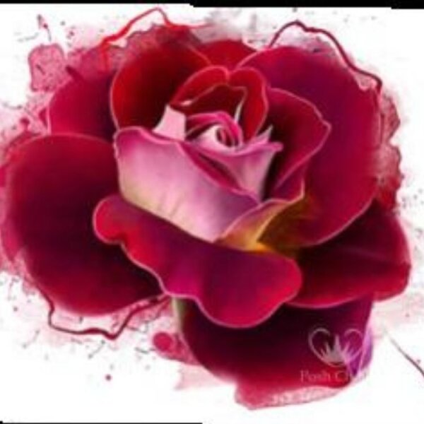 Posh Chalk Radiant Rose
